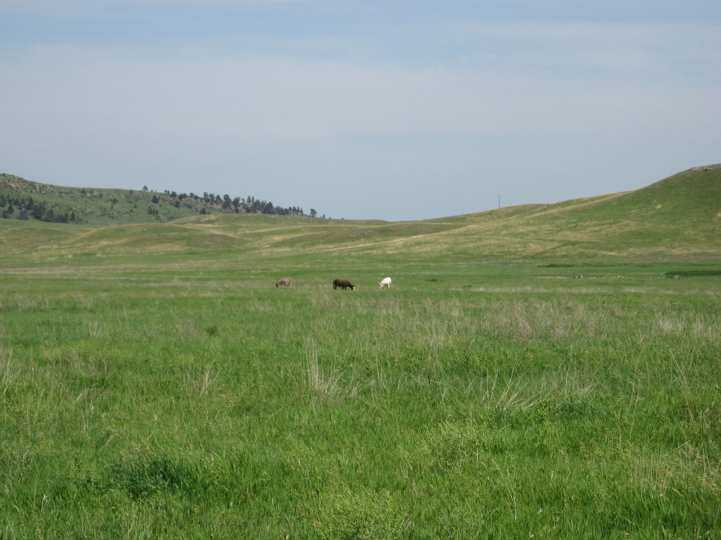 Burros + Deer