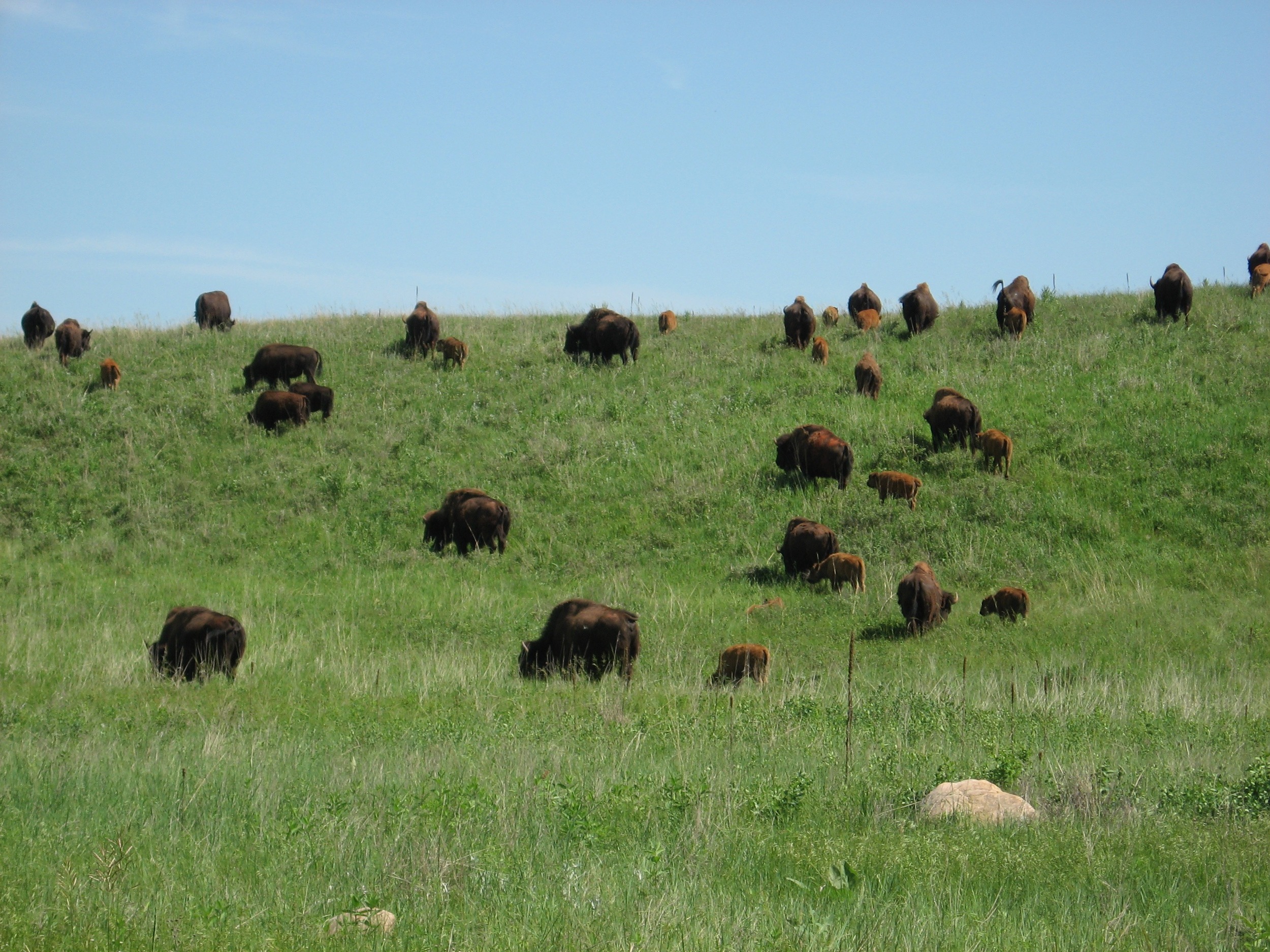 So Many Bison!