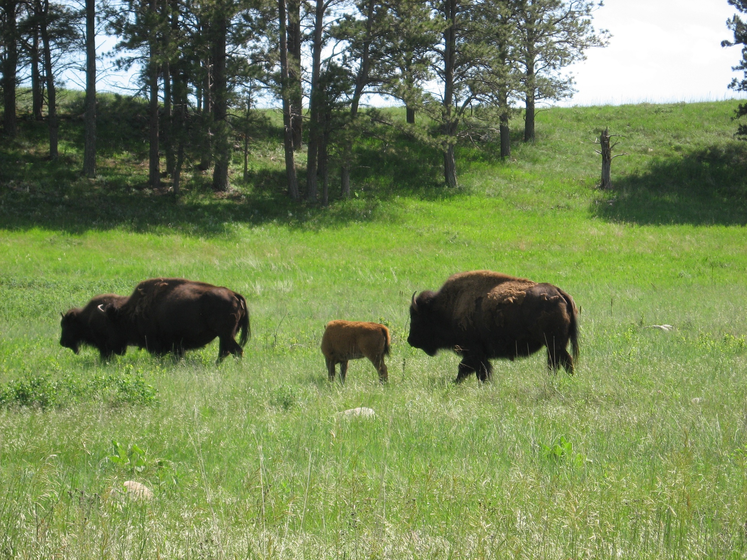 More Baby Bison