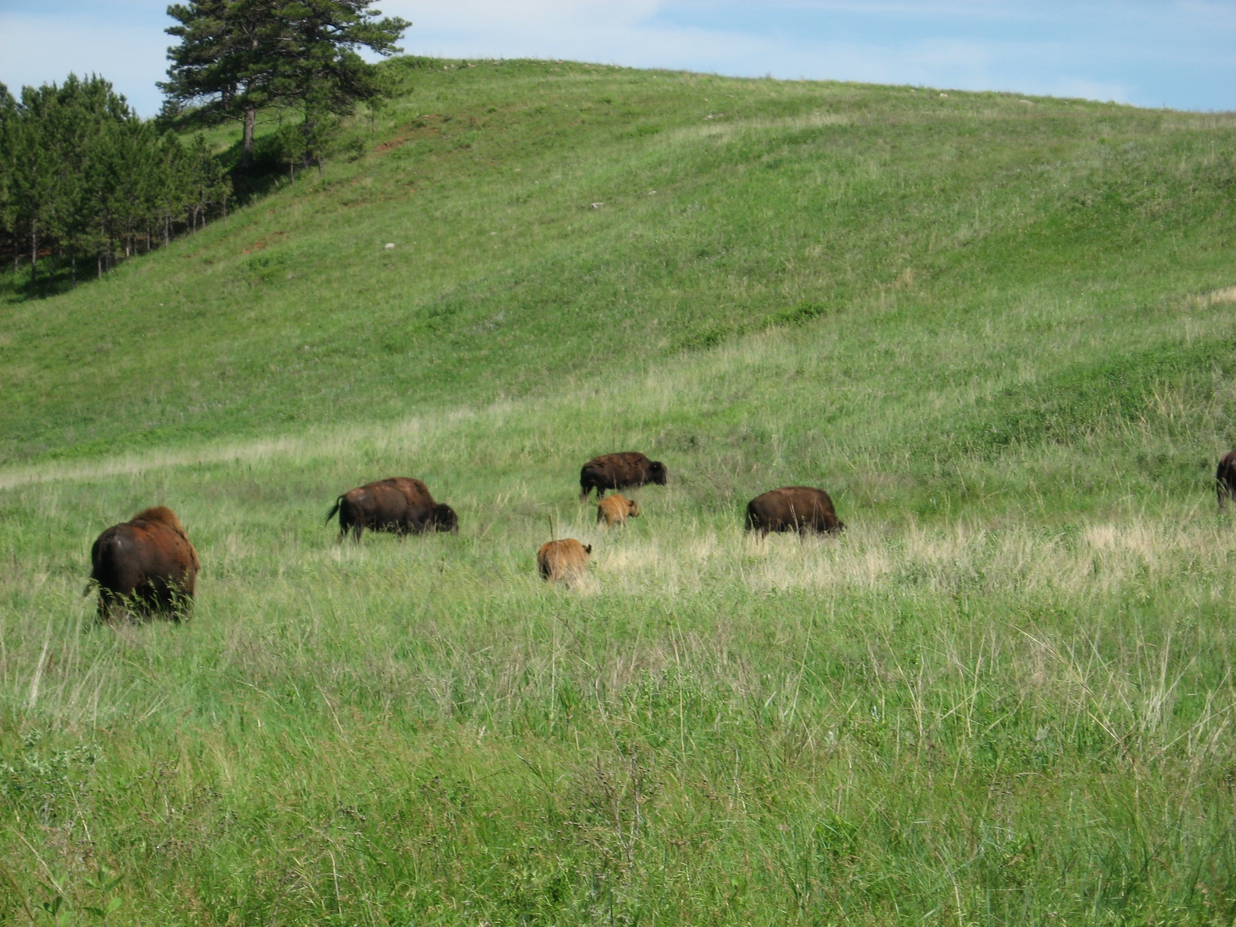 With Baby Bison