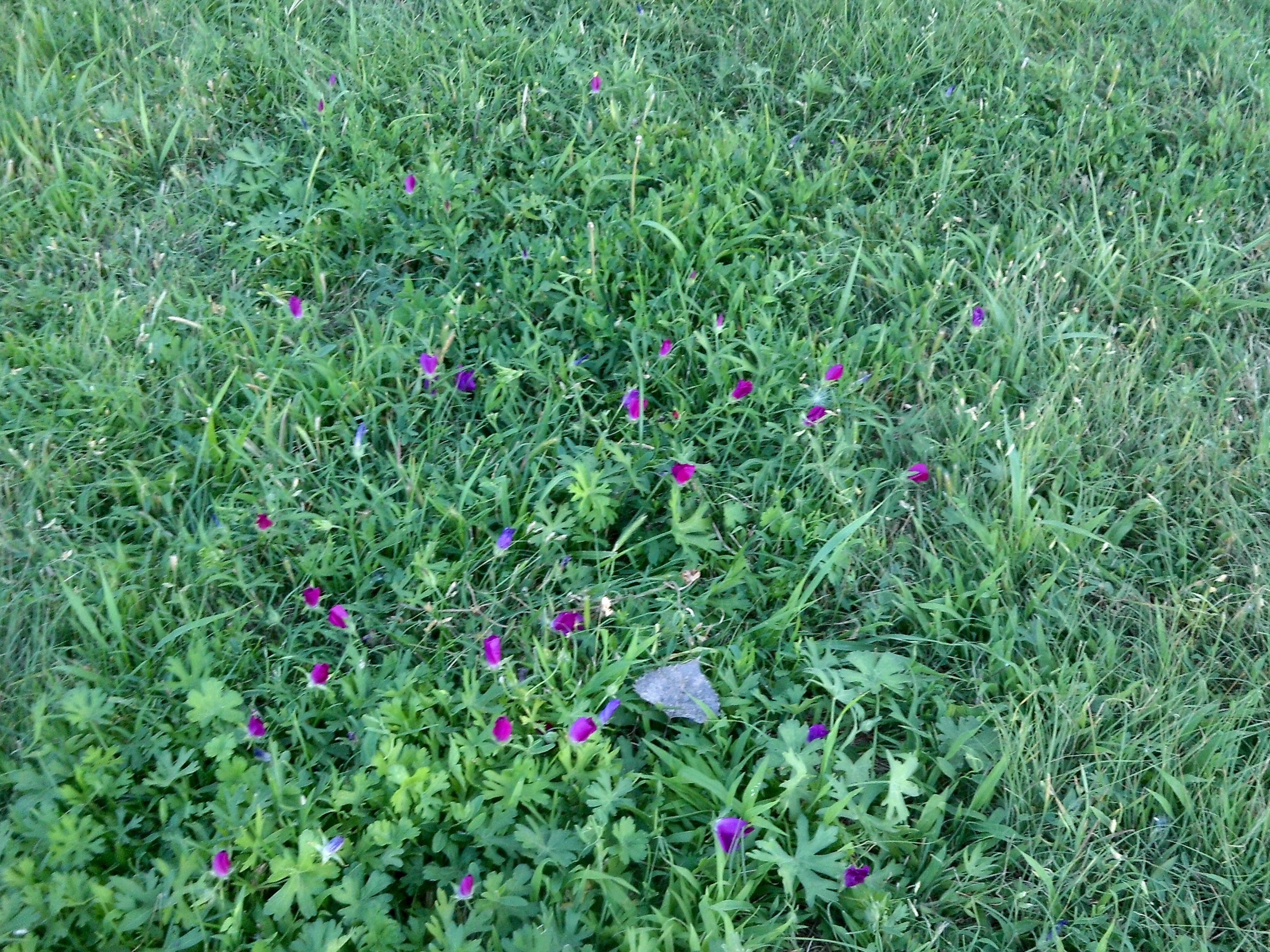 Purple Platte Flowers