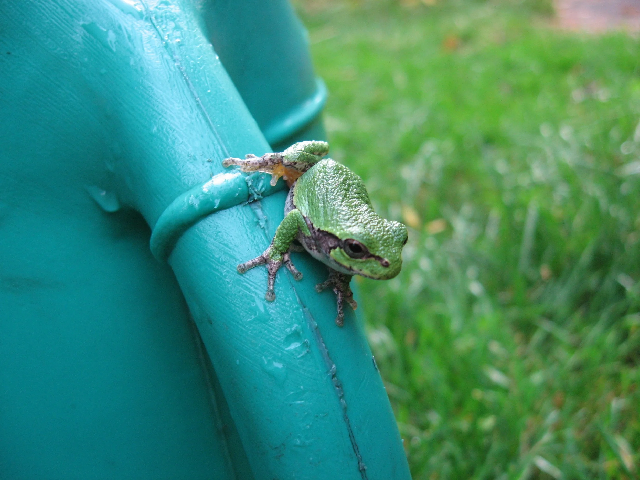 Fisher's frog