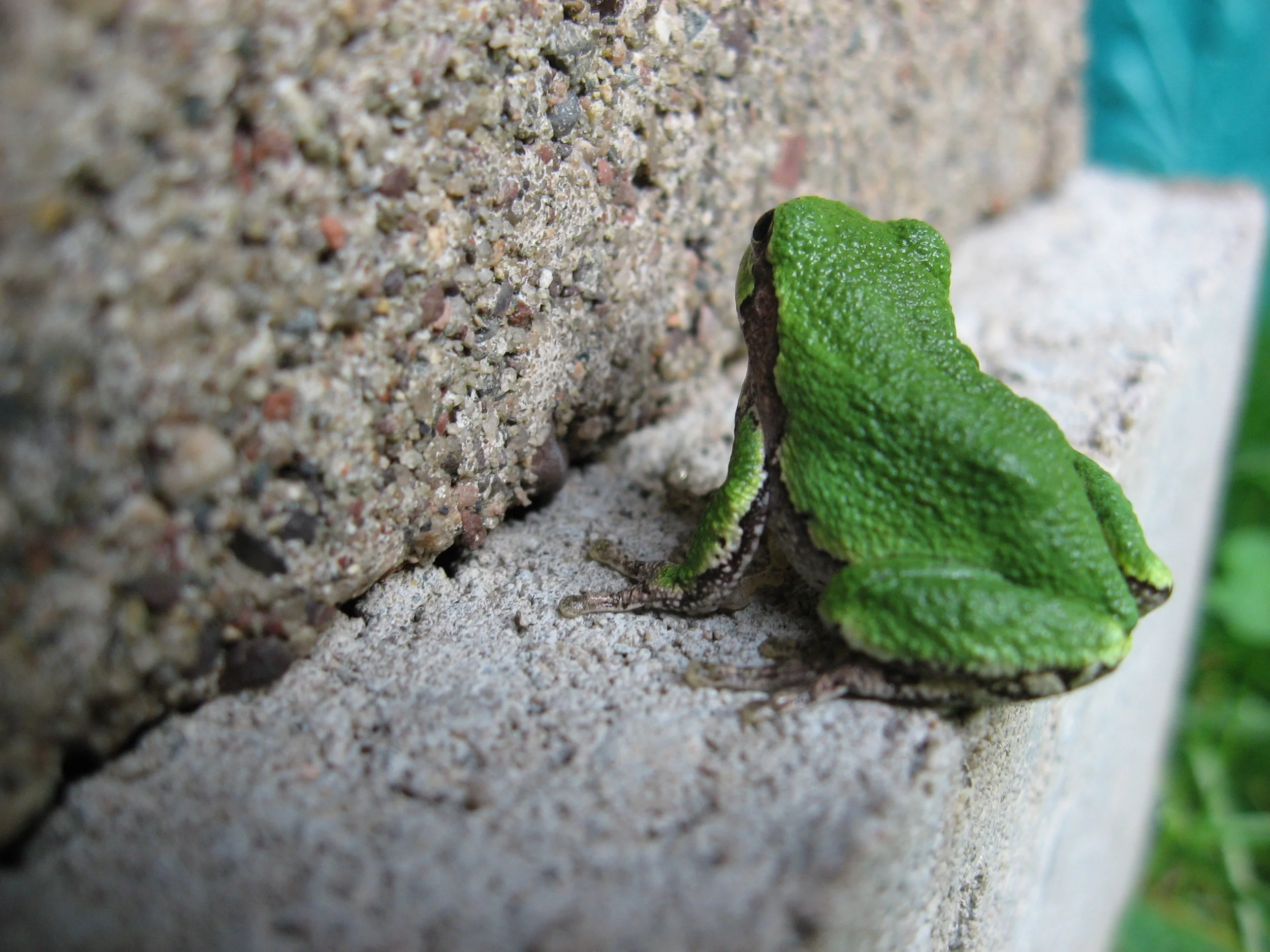Frog back