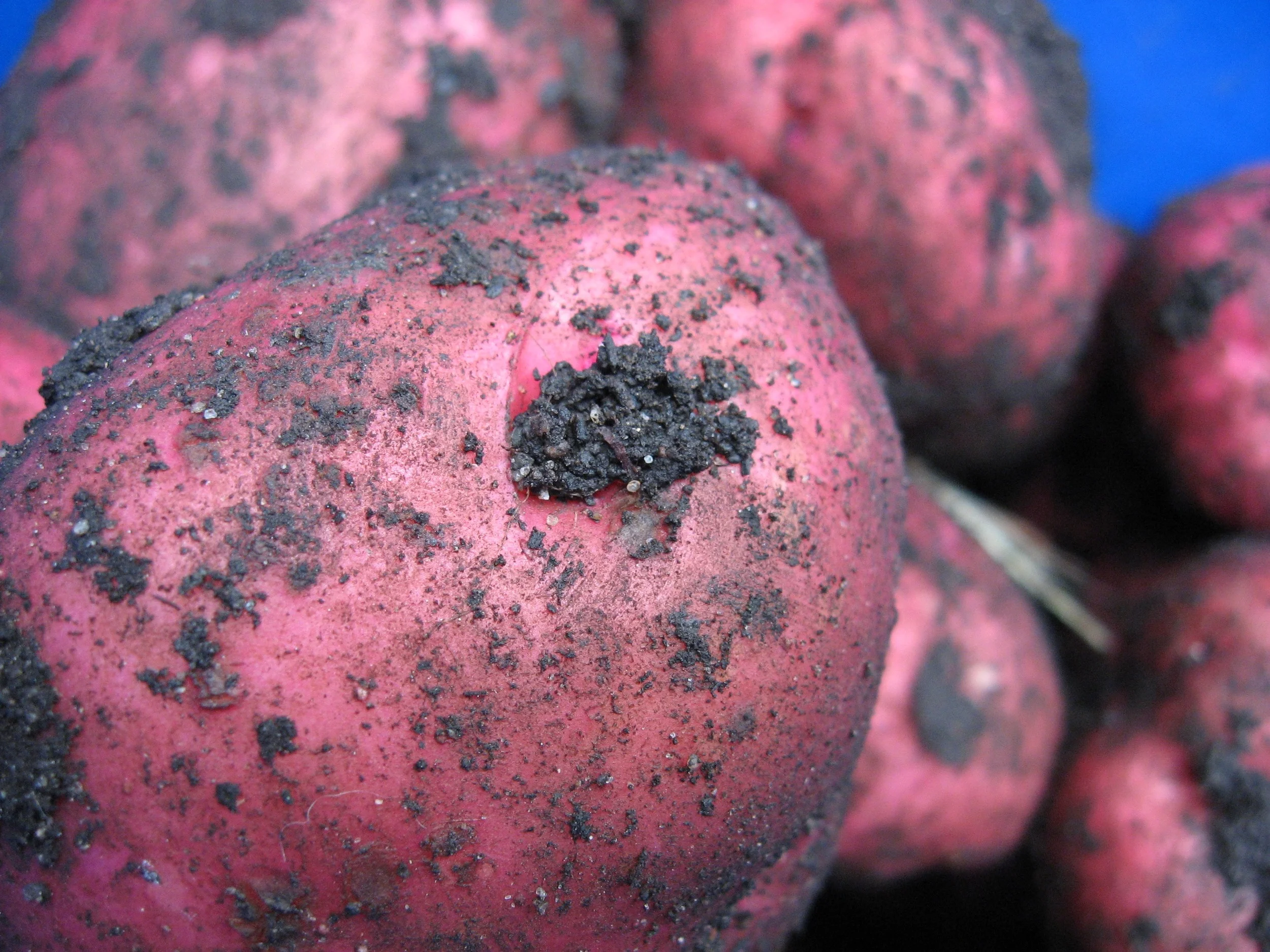 Cute potatoes!