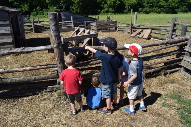 Showing the Sheep