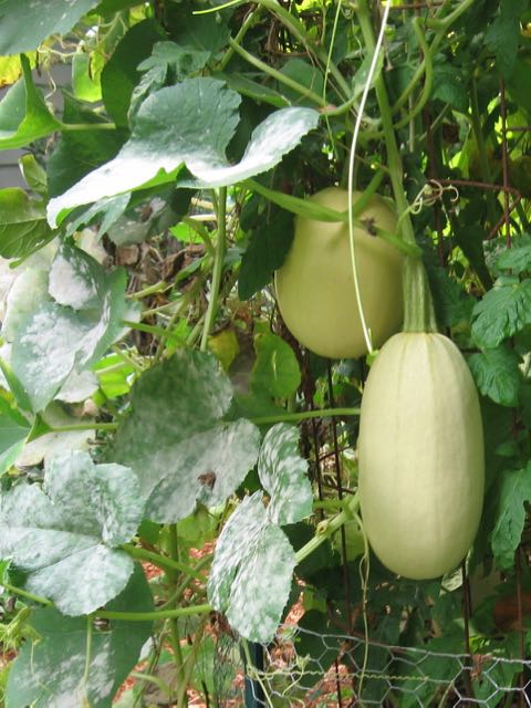 (back squash tangle)