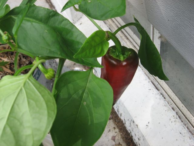 (red)