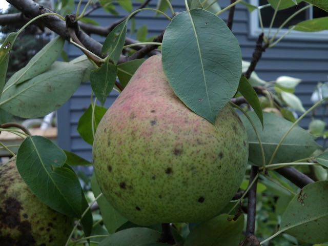 (pear)