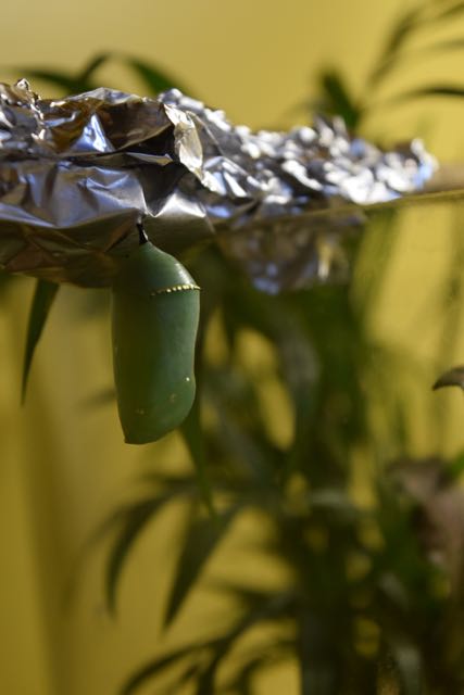 Meanwhile, the cocoon watches...