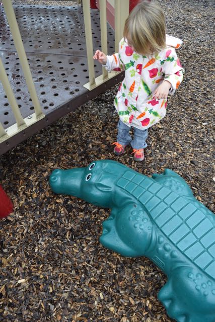 An alligator! Oh my!