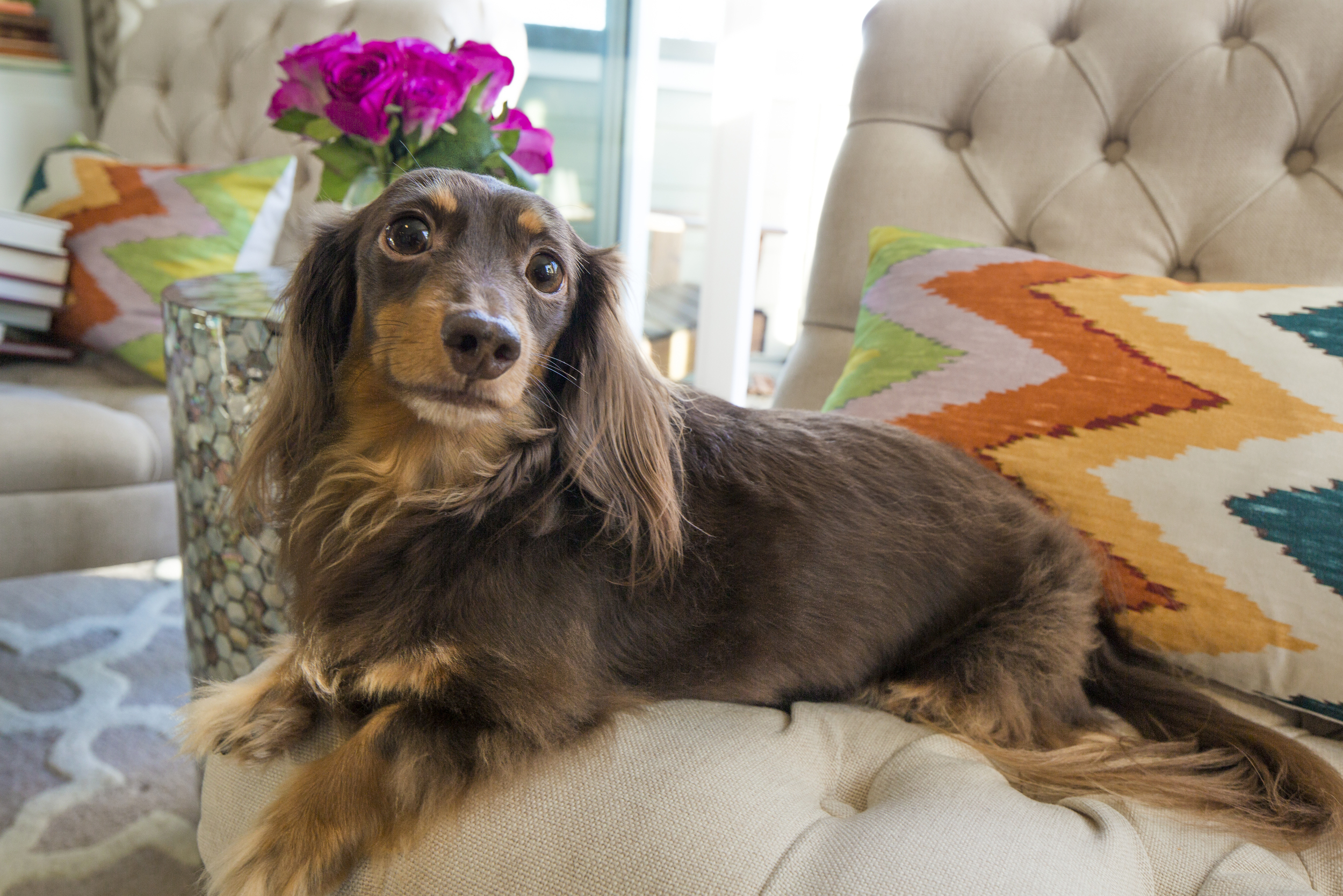 How perfect is our client's dog, Gilly?!