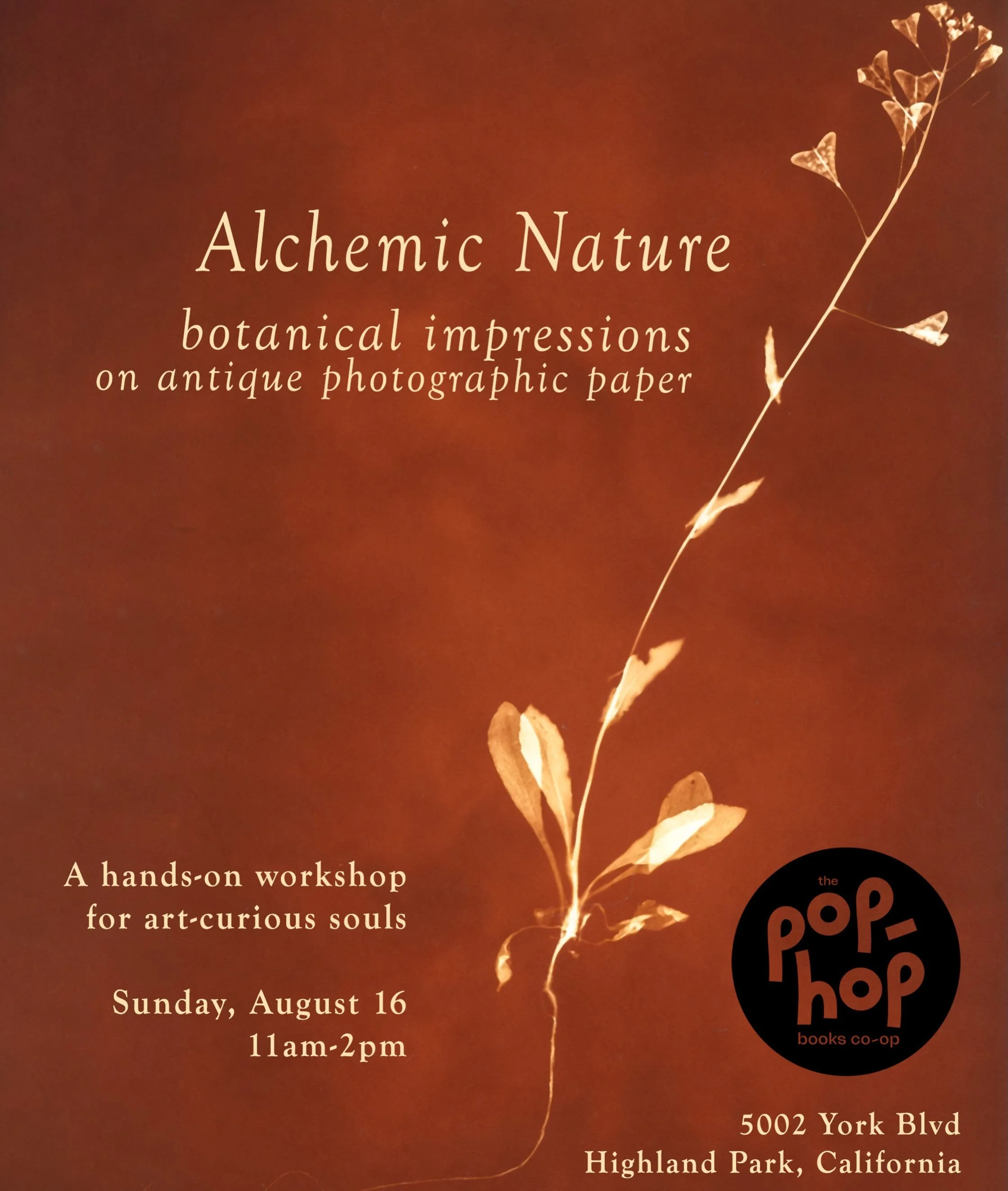 Looking for an antidote to AI slop? Want to make some cool botanical art on photographic paper that expired before you were born? Join camera-less photographic artist Teresa K Morrison @teresa_k_morrison to conjure unique interactions between expired