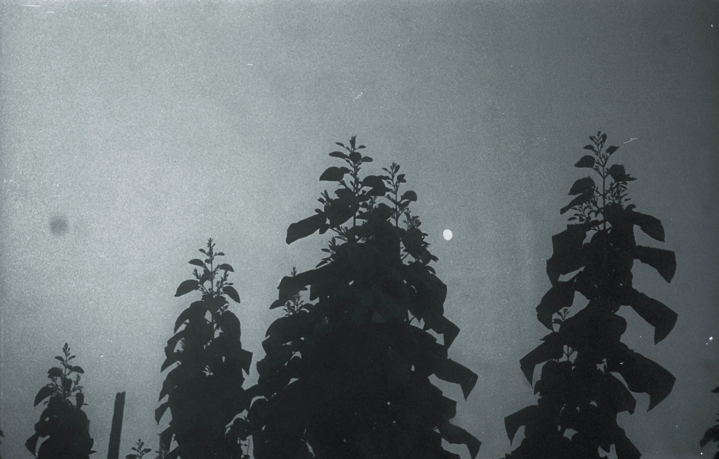 plents print (1 of 1)-2.jpg