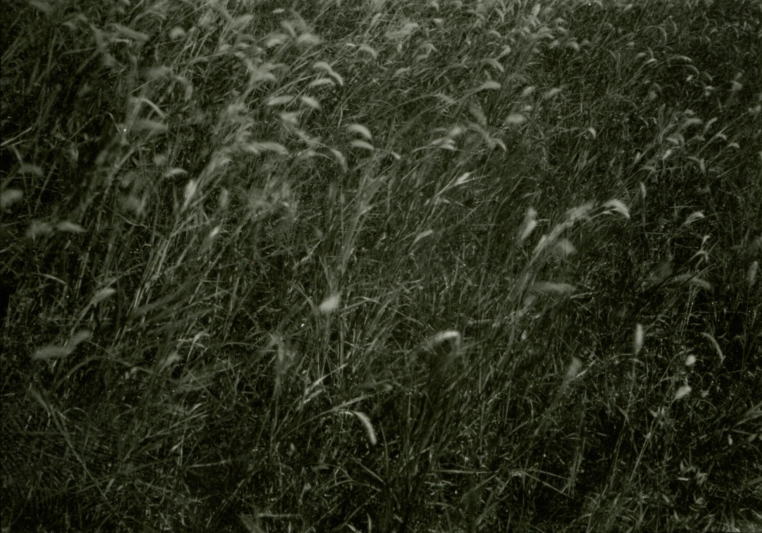 Wheatborderess.jpg