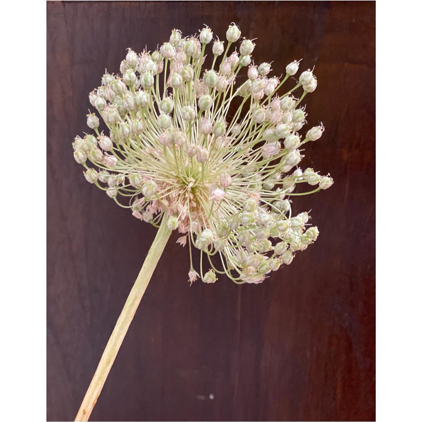 ❤️ Spring Onion Flowers ❤️ Details from beautiful @lucindachambersartist house ❤️ #botanicals #flowers #inspiration #socialcontentcreation #stylingmrsoliverloves #lucindachambersartist #southernhighlandsnsw #southernhighlands