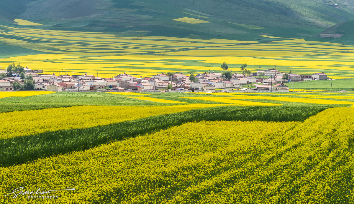 Fields of Gold