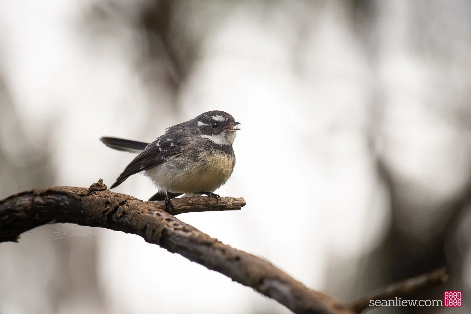 Grey Fantail of Western Australia