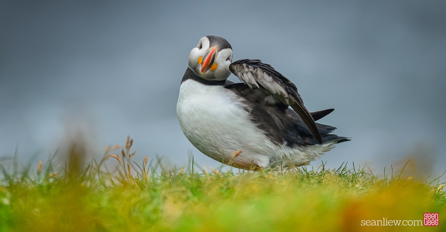 2023-07-17-Faroe-Puffin-0107.jpg