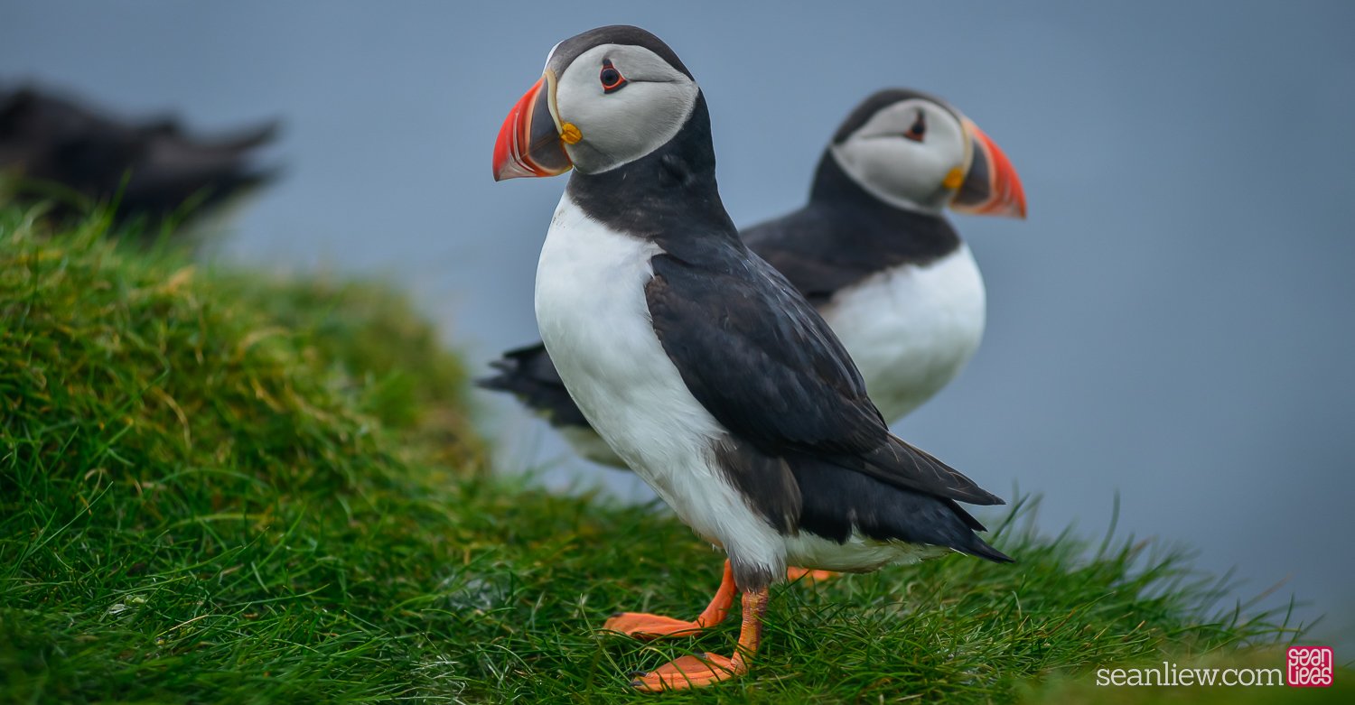 2023-07-17-Faroe-Puffin-0128.jpg