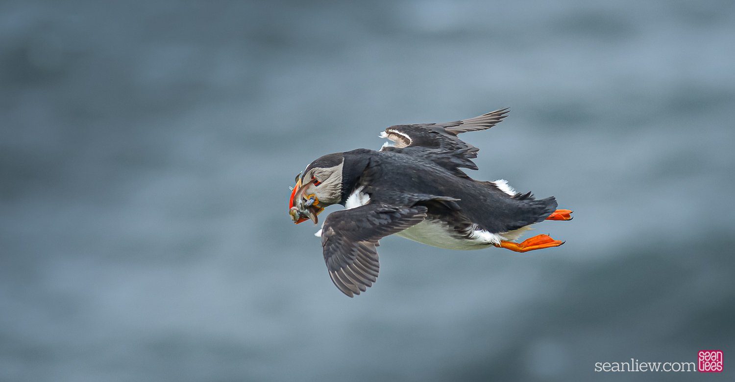 2023-07-17-Faroe-Puffin-0175.jpg