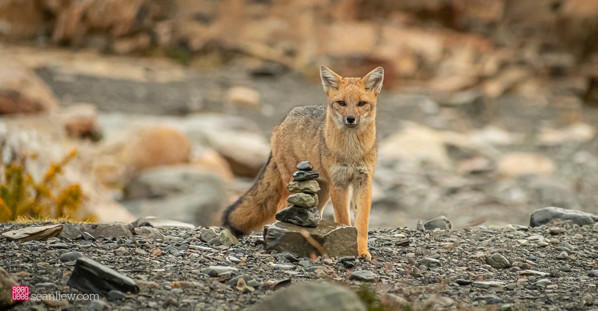 Wild fox, Patagonia