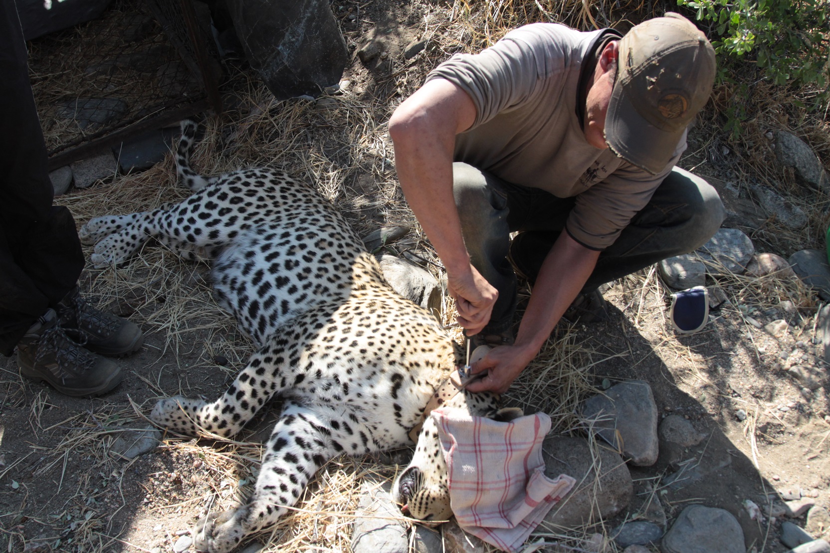 Our leopard being collared