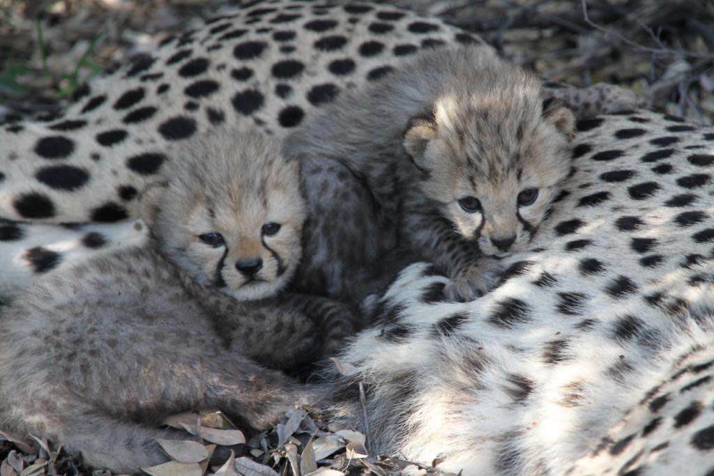 Merci (right) and Beaucoup (left) which is French for 'Thank you very much.' Four weeks old