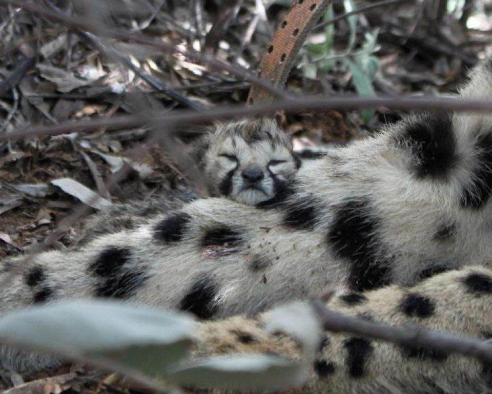 Pride's first born cub. I arrived only minutes after she gave birth to this first cub