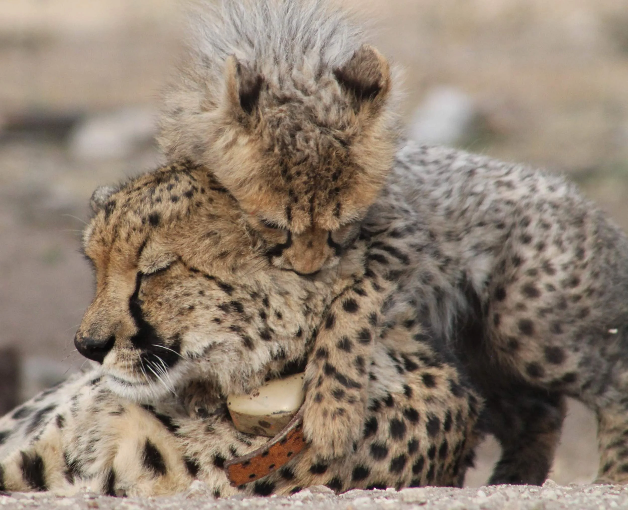 Merci expressing her joy at being reunited with Pride