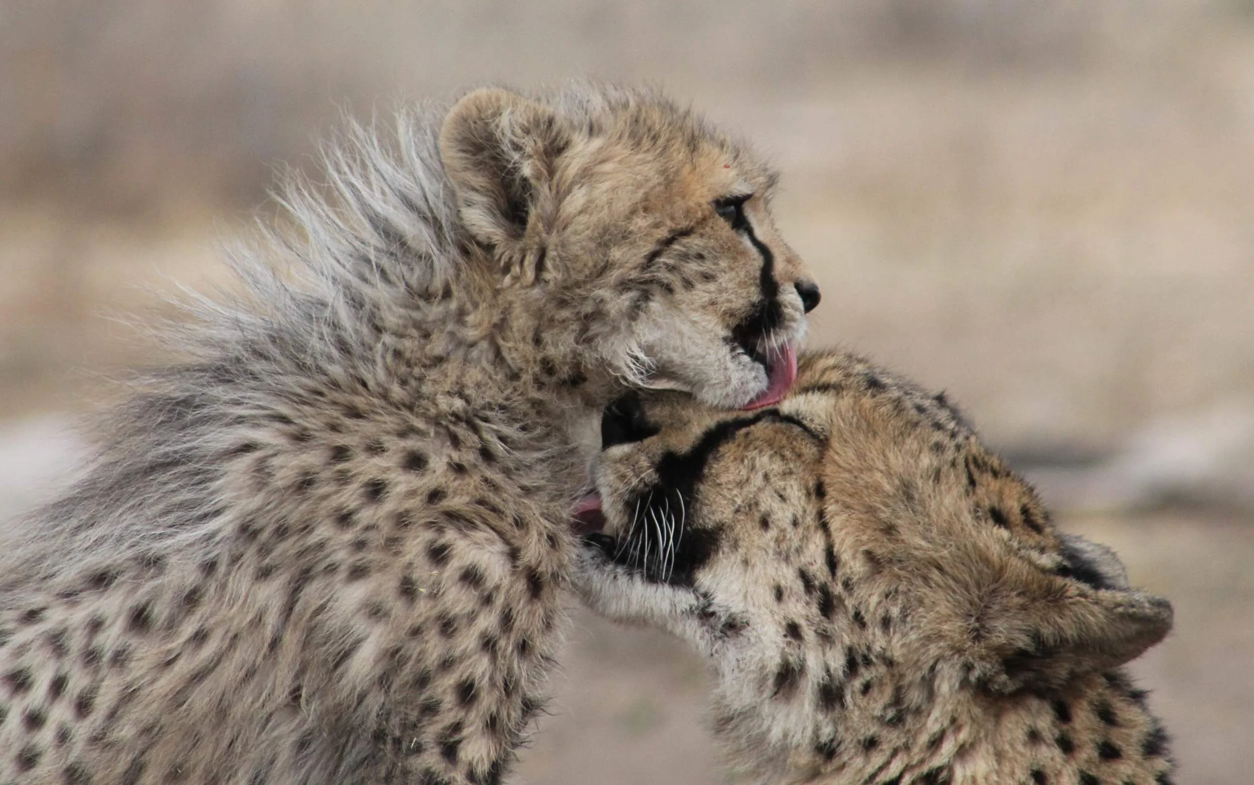 Merci and Pride together again