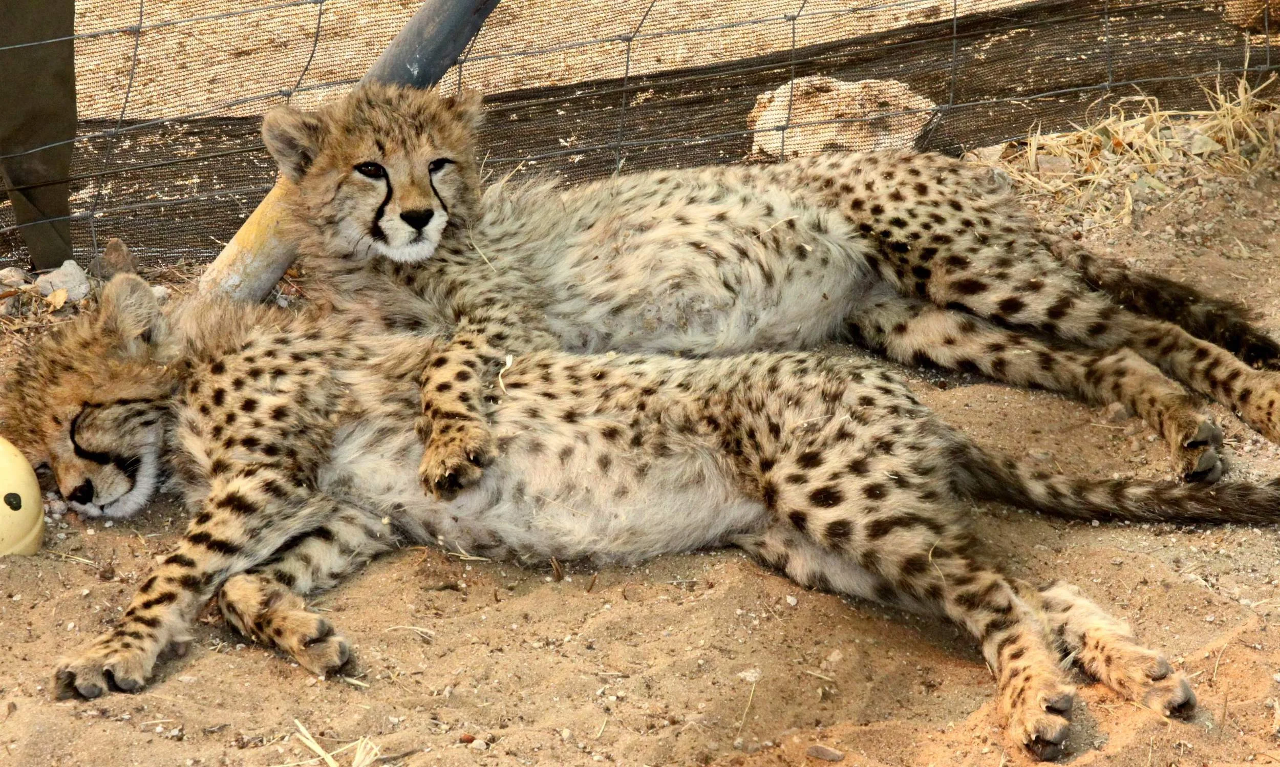 Merci (front) and Dinga too exhausted to fight and finally starting to accept one another