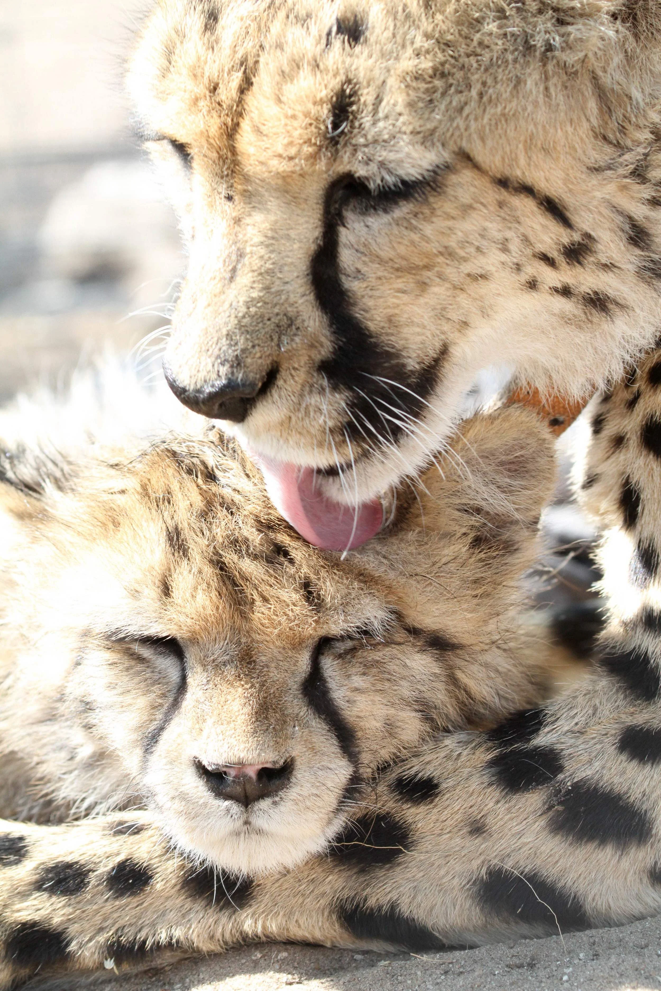 The moment Pride accepted Dinga. He was so exhausted, he fell asleep and she groomed him so much, he ended up with a very soggy head.