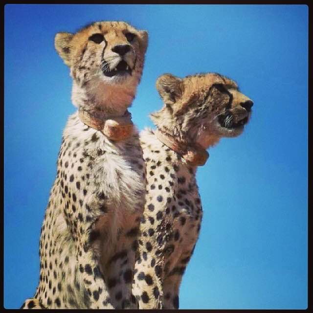 Merci and Dinga, all grown up.