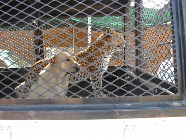 Lost's best friend on the farm was a labrador named Lala. As a young leopard, Lost would follow Lala everywhere. Lala was Lost's unofficial mum after he biological mother was shot.