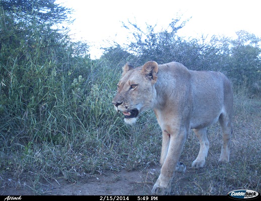 Camera trap image courtesy of Wildlife ACT