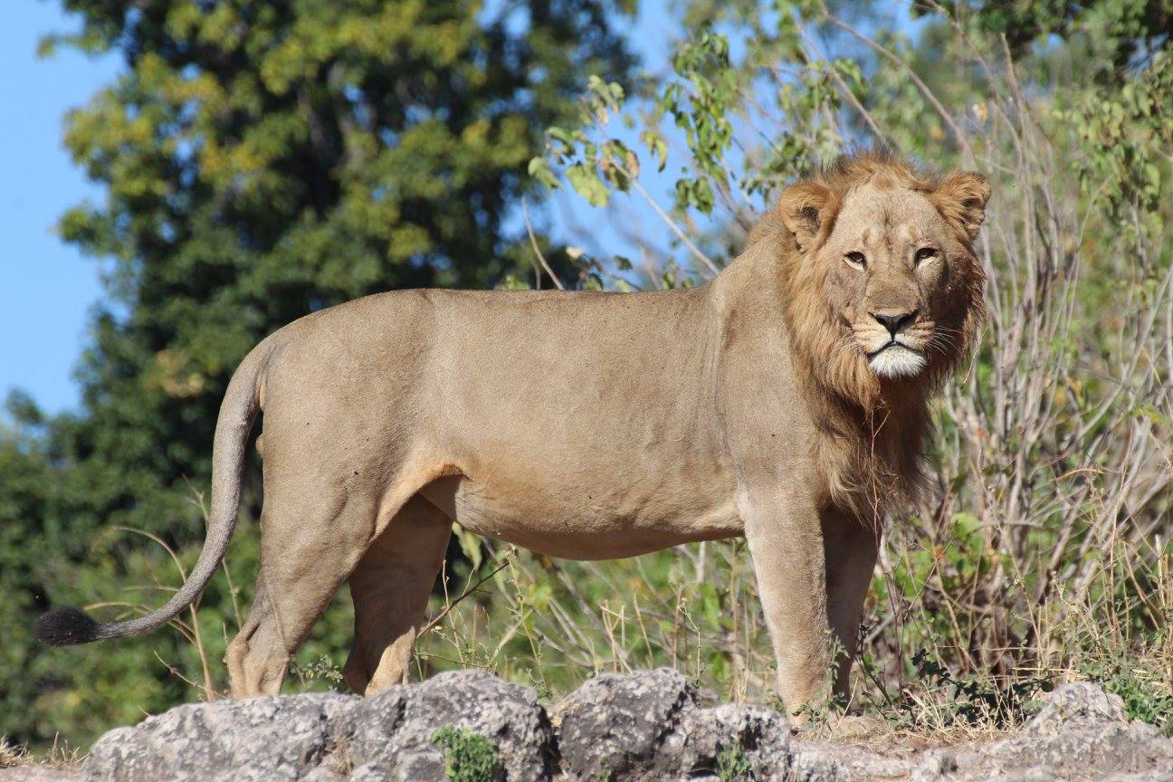 Male lion in Chobe National Park, Botswana