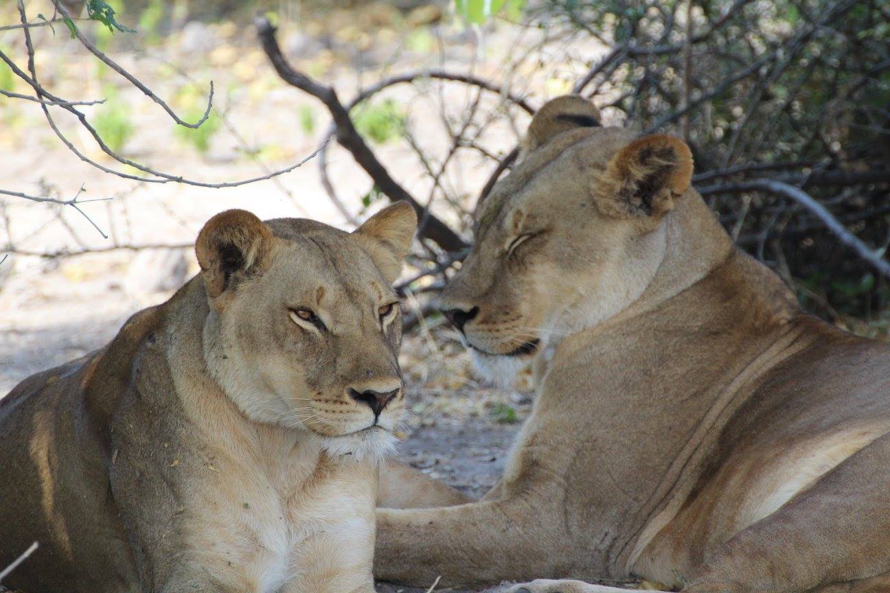 Stunning sisters relaxing after a buffalo kill/feed in Chobe National Park
