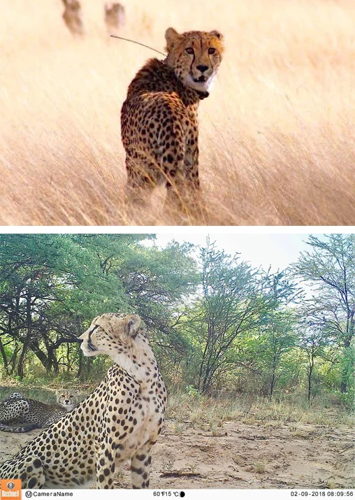 cheetah.jpg