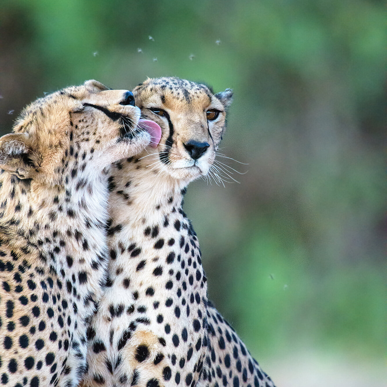 Margot Raggett-8290.jpg