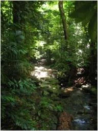 Negotiating and the Daintree Forest – Prepare for the Unexpected