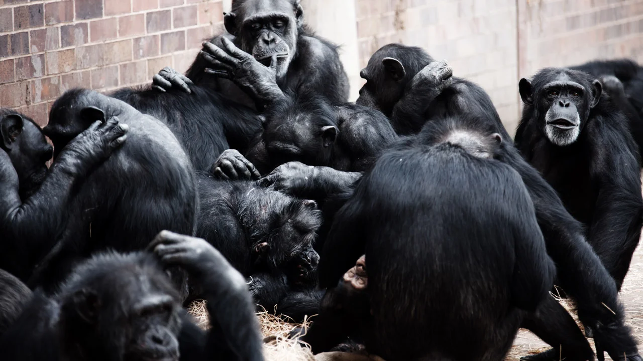 group-of-monkeys-871298299027wAP.jpg