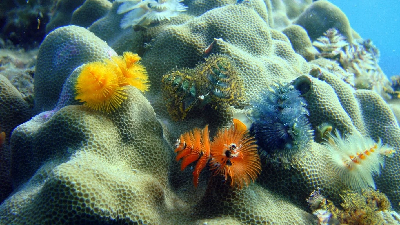 Ecosystem_christmastree-worms_Vivi Ann Jacobsen_Pixabay compressed.jpg