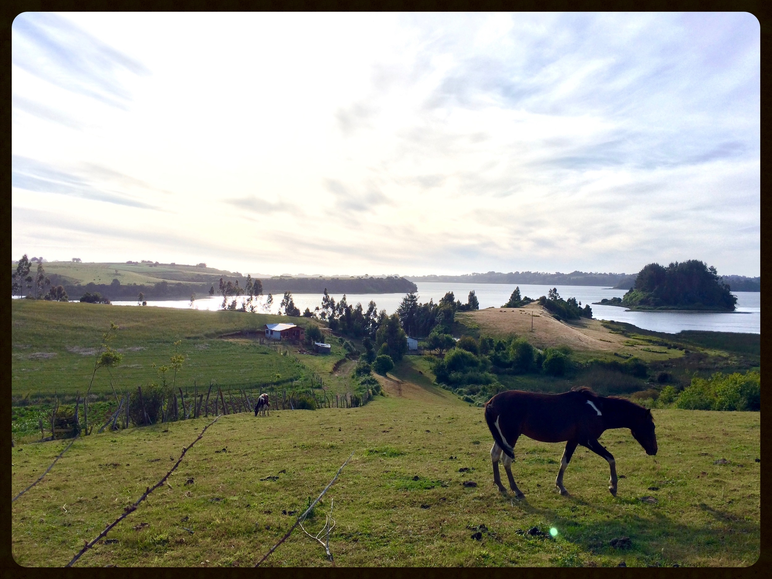  Horses grazing near Lake Budi 
