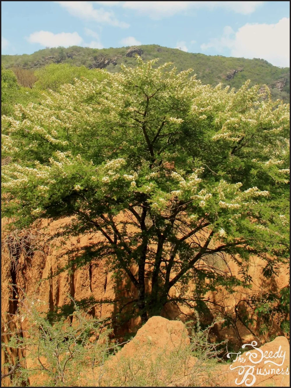 Acacia Tree Look Alike