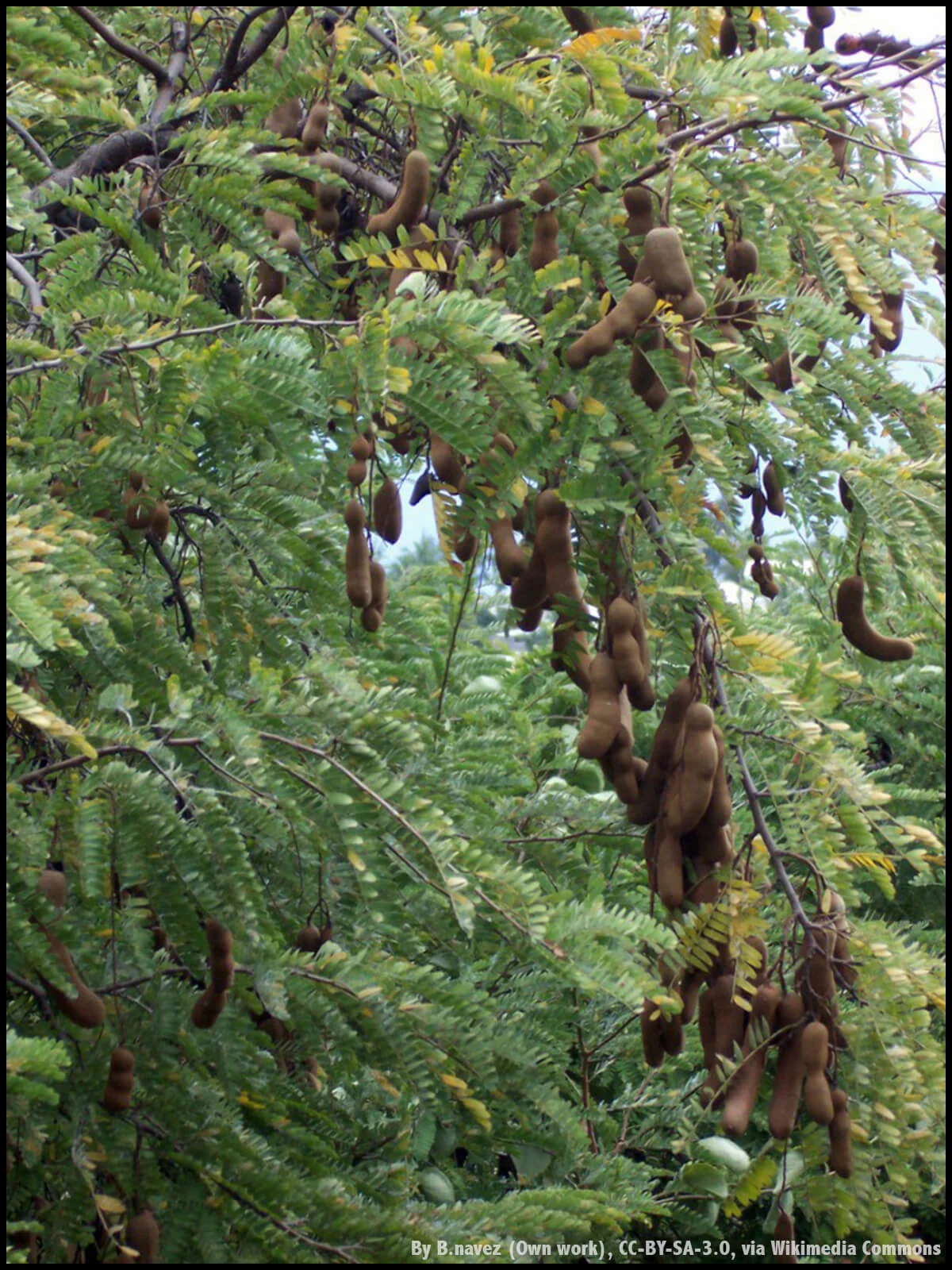 Tamarindus_indica_pods-2.jpg