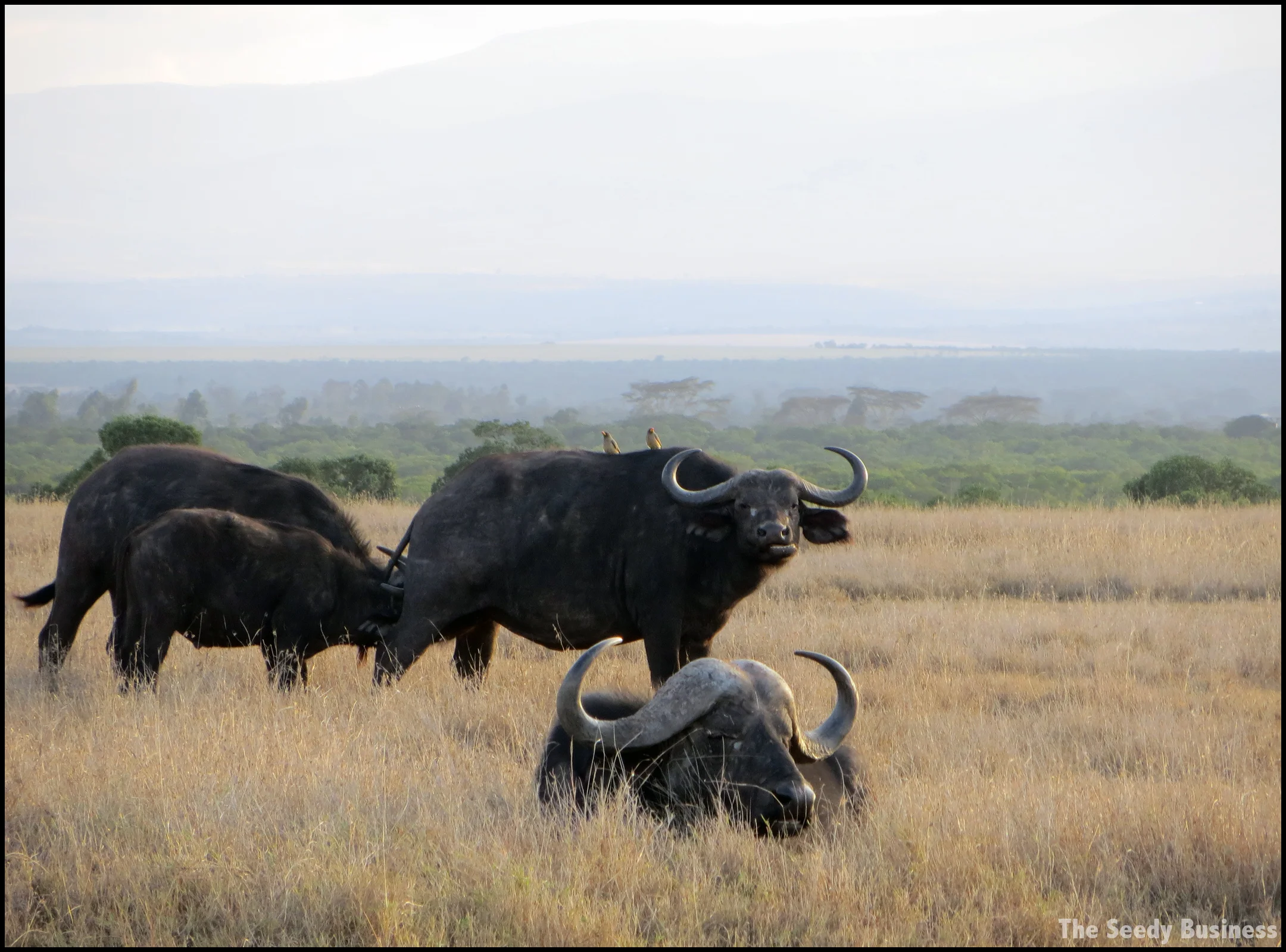 SavannaLandscape.jpg