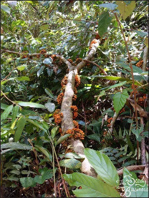 tillandsia cyanea variegata Till. Cyanea variegata – Bromelias de Colombia