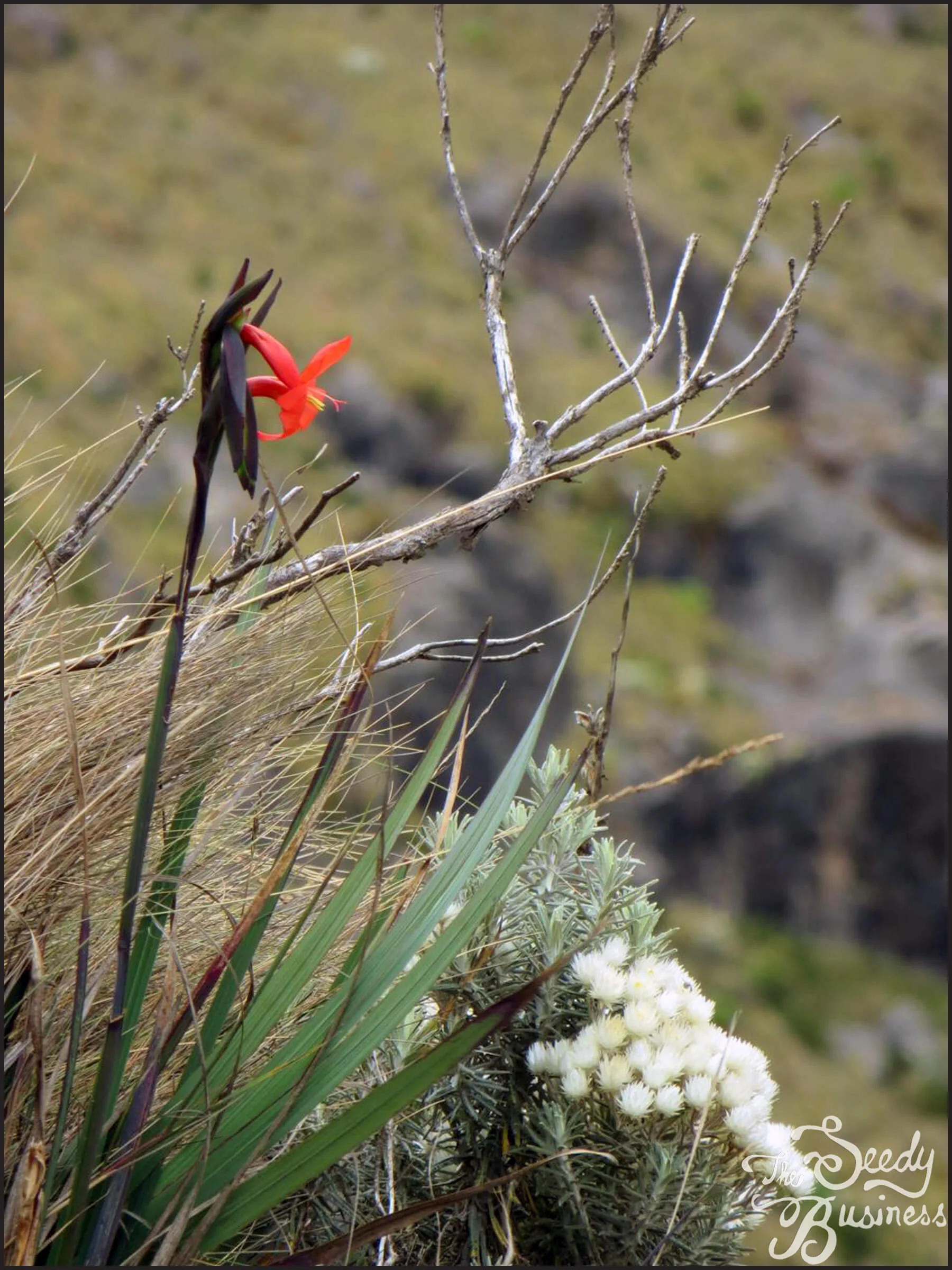 Gladiolus_watsonioides_wild.jpg
