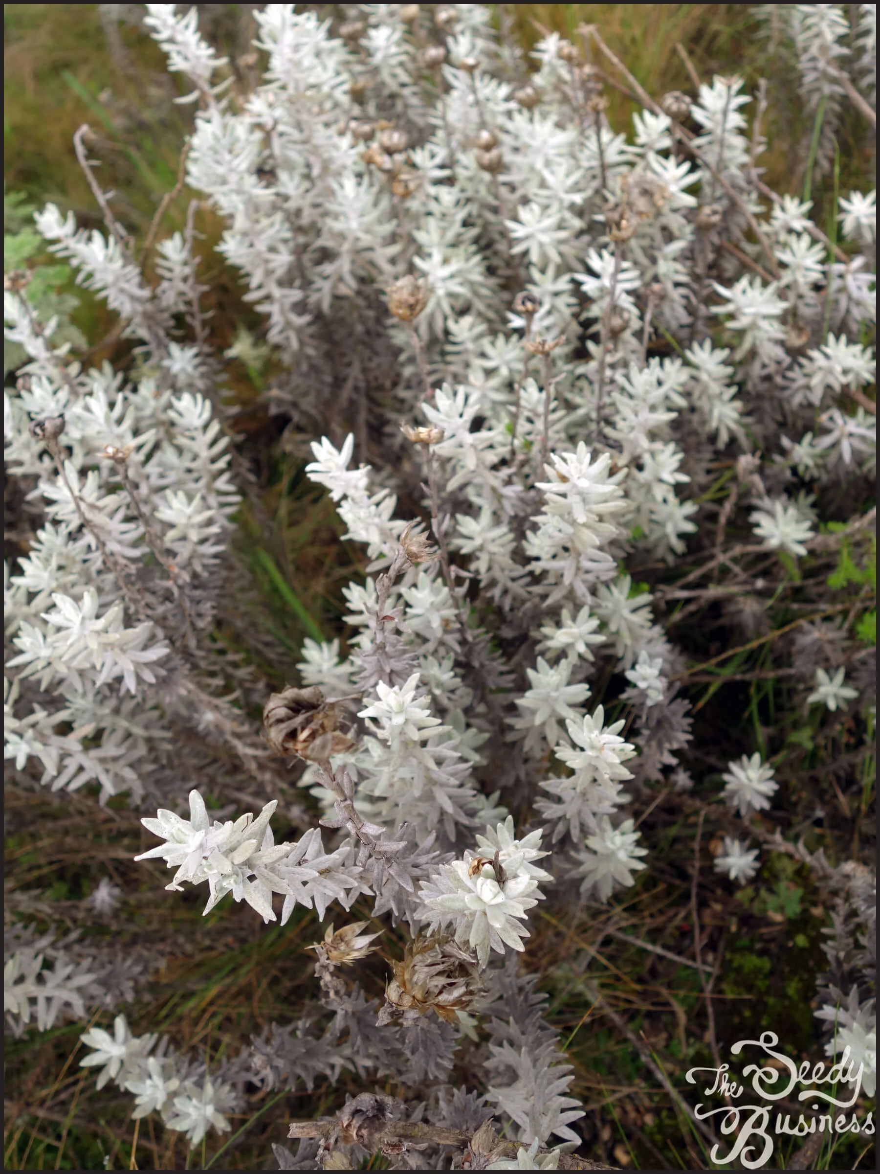 Helichrysum_newii_foliage_compressed.jpg