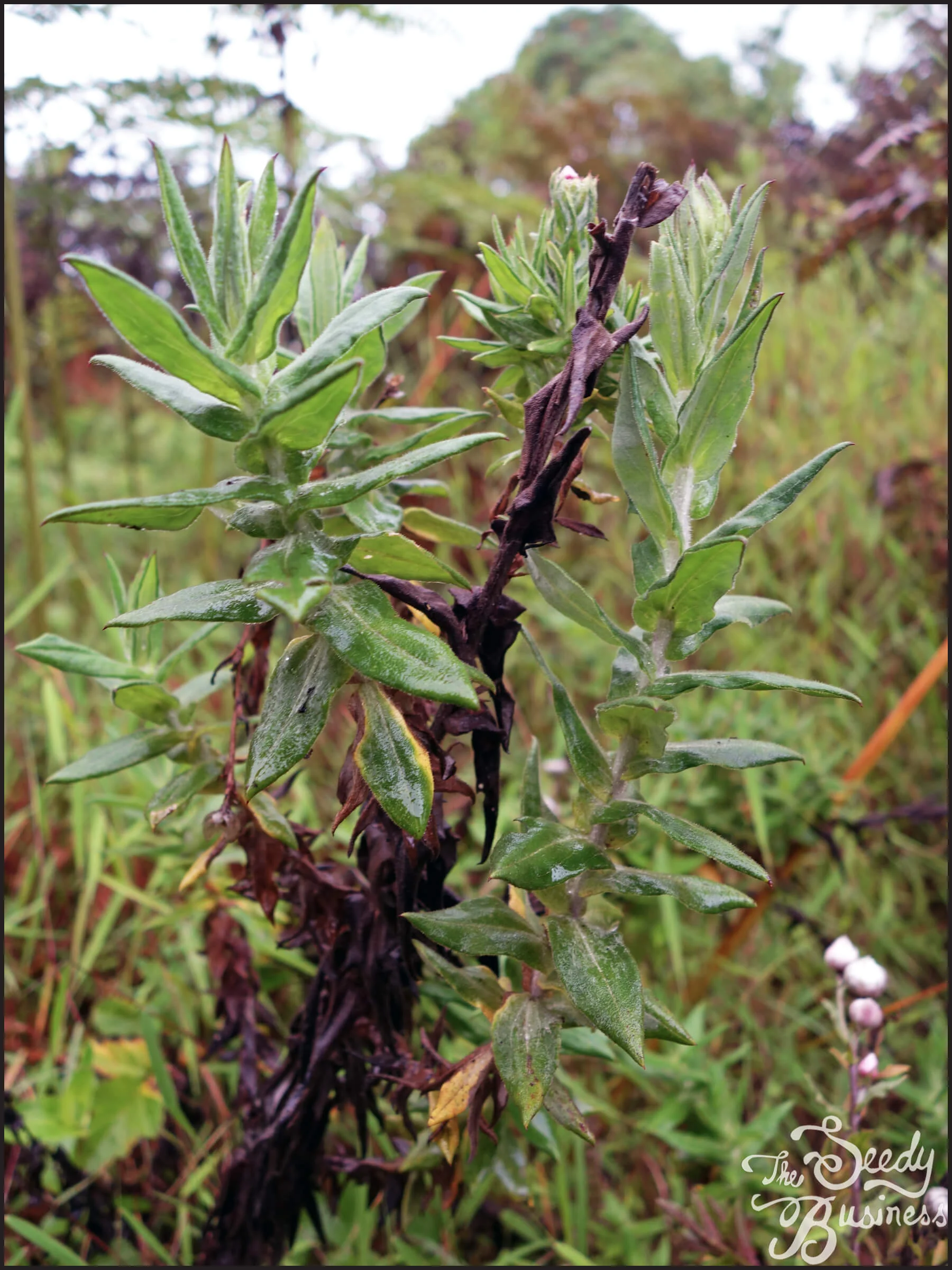 Helichrysum_meyeri-johannis_mount_elgon_compressed.jpg